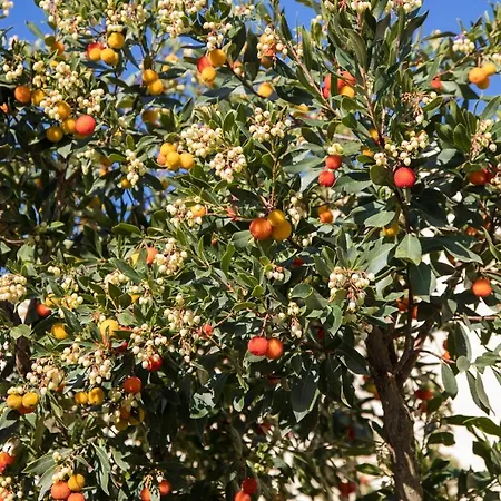 Masseria Lilei Resort