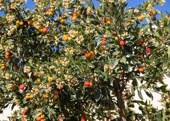 Masseria Lilei Resort