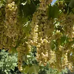 Θέρετρο Masseria Lilei Lizzanello
